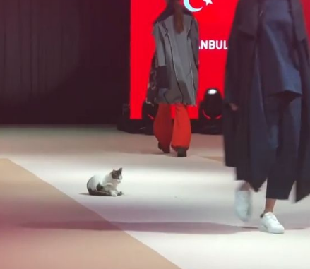 土耳其时尚秀出现未受邀猫咪嘉宾 超专业走台步