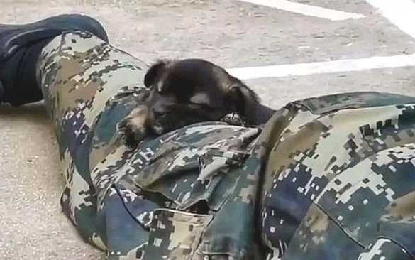 小奶狗趁酷帅士兵不留意，竟悄悄跑来亲脸蛋儿，还趴到其腿上打瞌睡