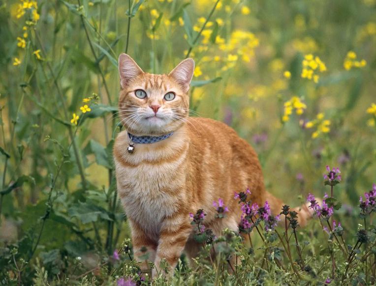 猫咪吃多了该怎么办 猫咪吃多了该怎么办