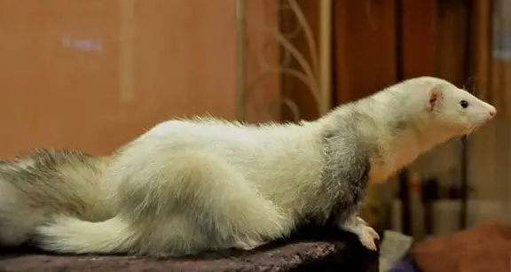 你的精灵小古怪火焰色貂会撒娇卖萌还能藏在口袋里