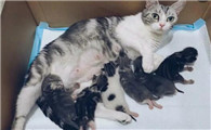 母猫一生能生产多少次