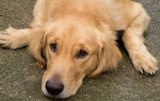 小哥被金毛犬一路尾随,想赶走它时,看见金毛的眼神,他犹豫了 小哥被金毛犬一路尾随,想赶走它时,看见金毛的眼神,他犹豫了