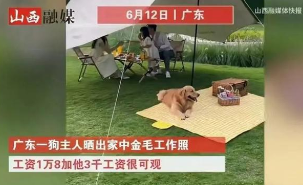 宠物行业白皮书：我国养猫人群数超过养狗人群数