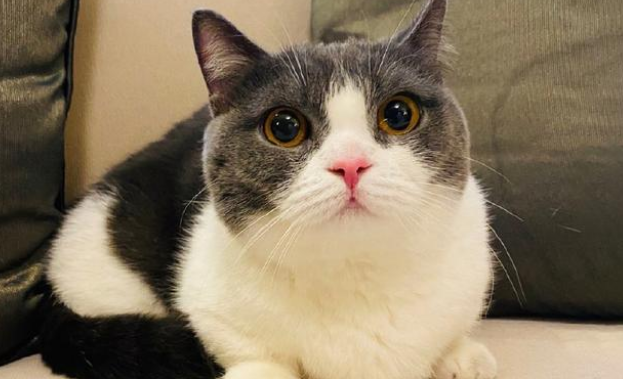 肖战竟是资深猫奴，裤子被蹭成猫毛裤，他竟一脸宠溺毫不在意
