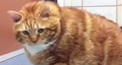 18公斤大肥猫甩肉成功 成兽医诊所活招牌 18公斤大肥猫甩肉成功 成兽医诊所活招牌