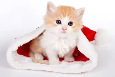 猫咪感冒怎么办？这些方法要牢记！