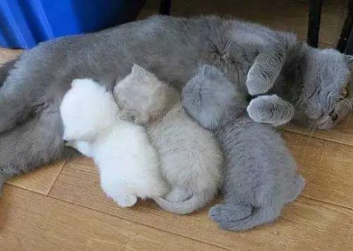 猫一次可以生多少个小猫 猫一次可以生多少个小猫