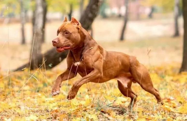 美国比特犬是宠物犬吗
