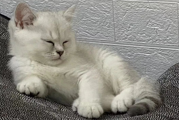 猫拉出绦虫后肚子里还会有绦虫吗