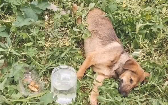 狗狗的腿被切断后,丢到荒山里无牵无挂,见到狗时让人泪喷
