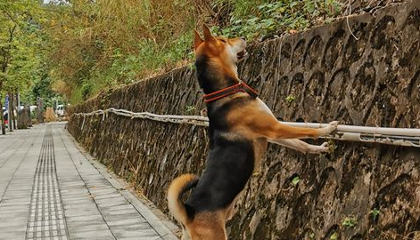 土狗见到许多人破坏树林，它迎头赶上，最后還是没捉到那个人