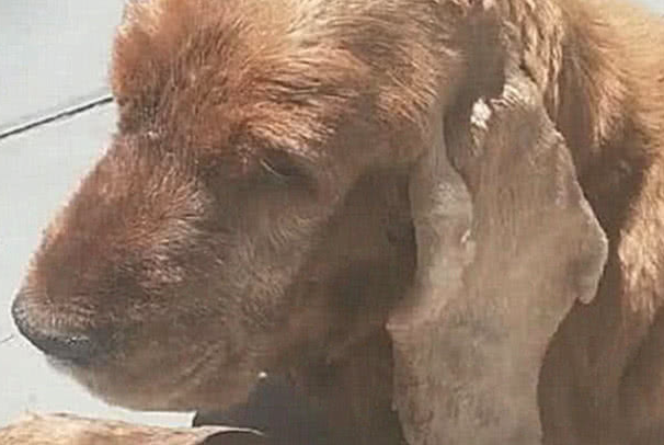 狗狗头顶给出朵小花，主人送去一查验，听见結果猛然瘫在地面上