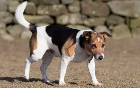 如何分辨比格猎犬?它的这些特征很明显! 如何分辨比格猎犬?它的这些特征很明显!
