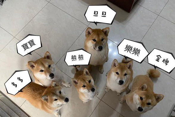 锅夹助威灭狗狗威风 毛军团纷纷变成俗辣窜逃 锅夹助威灭狗狗威风 毛军团纷纷变成俗辣窜逃