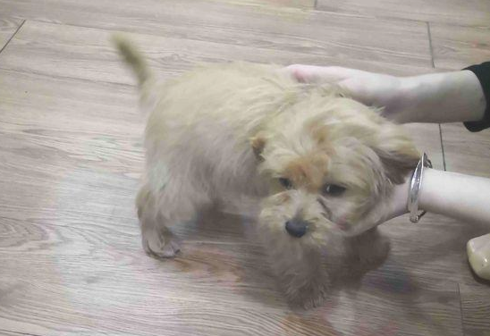 流浪犬跟随大家一起排队买包子,激起女生对它的好感度,暖人的收容 流浪犬跟随大家一起排队买包子,激起女生对它的好感度,暖人的收容