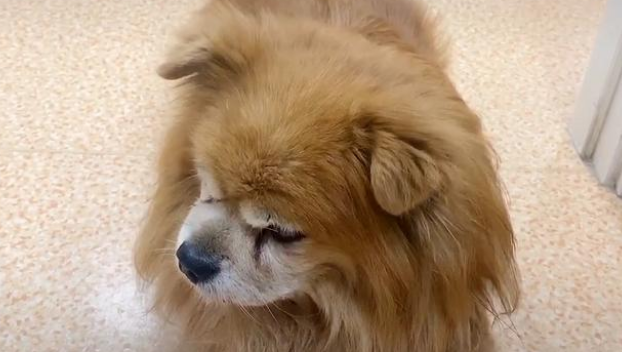 走不动路的老狗惨遭主人遗弃,仍拼命想爬回家,弃养原因很可笑! 走不动路的老狗惨遭主人遗弃,仍拼命想爬回家,弃养原因很可笑!