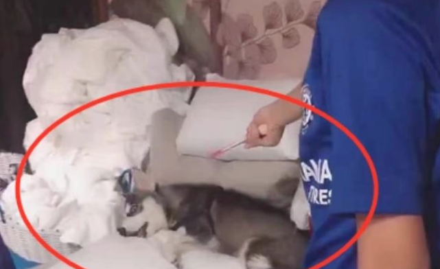 二哈欺软怕硬，上一秒还想咬手，下一秒小主人举起乒乓球拍吓瘫了