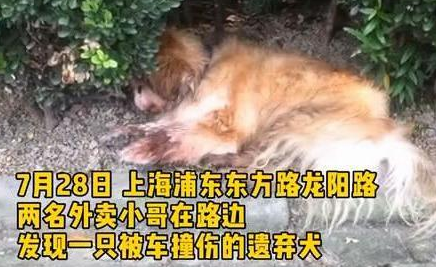 狗狗因年老被弃路边还被车撞,主人:狗老了不想养 狗狗因年老被弃路边还被车撞,主人:狗老了不想养