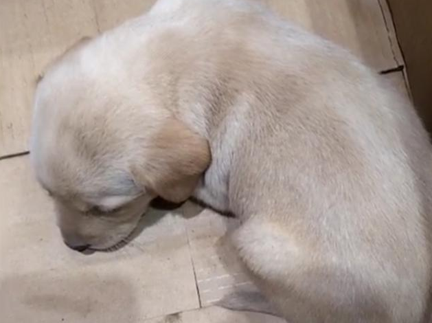 漂泊小奶狗得病后被主人家抛下在街道,女生走近后,大妈:简直可怜