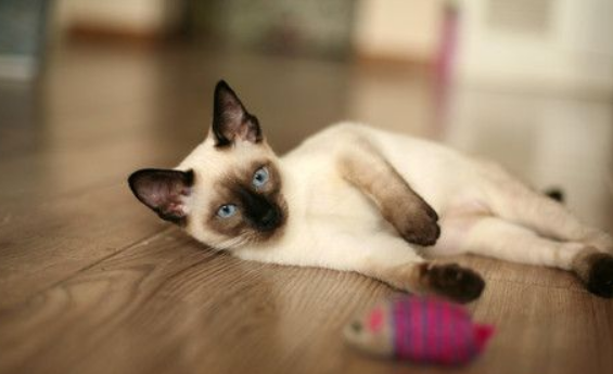 一只猫周旋两家庭达10年 两家争监护权