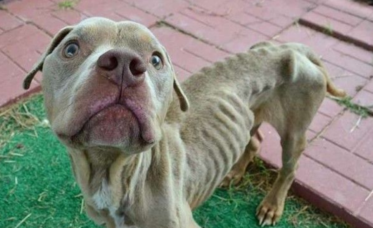 比特犬米克斯被关狗笼 饿到皮包骨幸得及时救援 比特犬米克斯被关狗笼 饿到皮包骨幸得及时救援