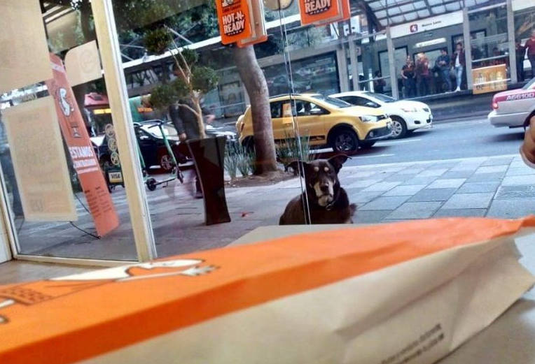 貌似流浪犬的狗狗装可怜讨吃 却被脖子上项圈出卖 貌似流浪犬的狗狗装可怜讨吃 却被脖子上项圈出卖