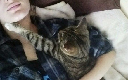 猫咪实在太爱主人 每天都要窝在主人脖颈才能睡着
