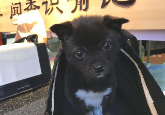 道上巧遇只流浪犬,女生见到狠不下心,回家后见到这场景她脸都黑了 道上巧遇只流浪犬,女生见到狠不下心,回家后见到这场景她脸都黑了