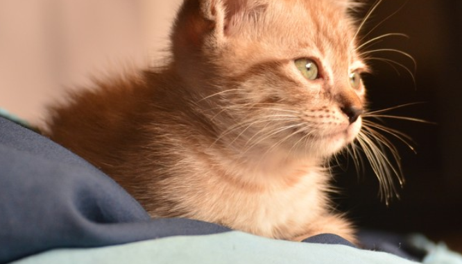 猫狗消费力有多强，看这份财报，或许就有答案了