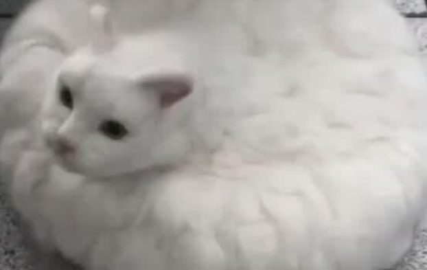 主人收集猫咪的毛发,加工成拖地猫,网友:差点就上当! 主人收集猫咪的毛发,加工成拖地猫,网友:差点就上当!