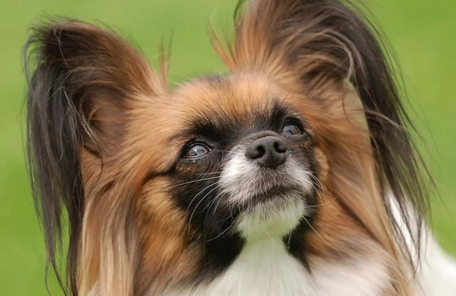 家中的蝴蝶犬突然咳嗽怎么办?这些药物准备好! 家中的蝴蝶犬突然咳嗽怎么办?这些药物准备好!