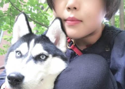 哈士奇被主人责怪后出走，回家时嘴含金链子，身后之因不浅