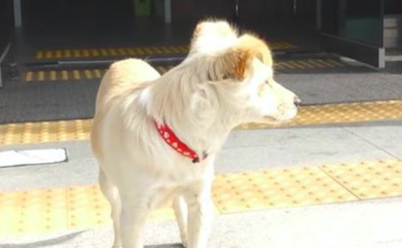 狗狗以便给老奶奶划算,自身外出凭本领吃饱了饭,也太听话了!