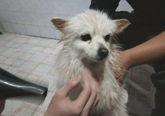 道上一不小心踢到流浪犬，见到它转身离开的目光，女生一脸心痛