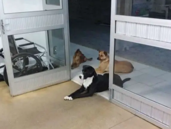 4只流浪狗追随流浪汉一起生活,流浪汉得病时,他们便在大门口等候 4只流浪狗追随流浪汉一起生活,流浪汉得病时,他们便在大门口等候