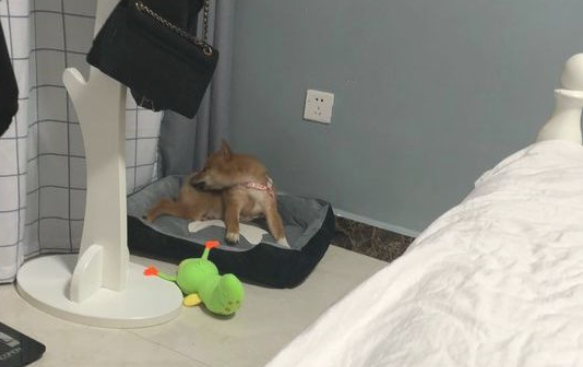 网友叫柴犬醒来去玩，它嫌冷不外出，穿衣服就拽了出来