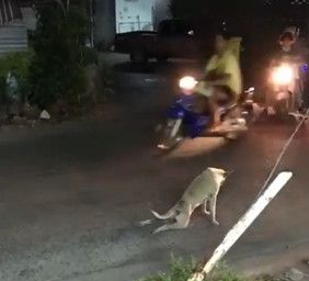 瘫痪狗拖着后脚慢慢爬 好心司机帮忙竟奇迹复原