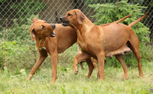 运动神经突出的罗德西亚脊背犬，适合家养当宠物吗？