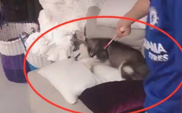 二哈欺软怕硬，上一秒还想咬手，下一秒小主人举起乒乓球拍吓瘫了