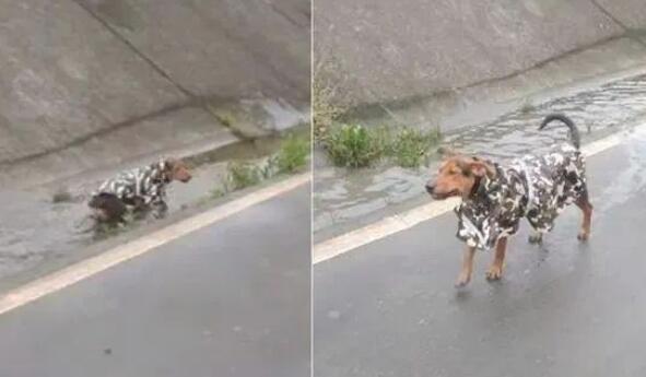 狗狗穿雨衣散步，下秒却冲入水坑...发现了雨衣新用途