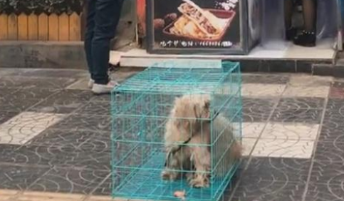 饥饿老狗为活命,寒风中疯狂作揖,哀求店主施舍食物 饥饿老狗为活命,寒风中疯狂作揖,哀求店主施舍食物