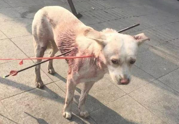 流浪狗被别人用铁箭射穿,它失落地在大街上寻求帮助,近百人看热闹 流浪狗被别人用铁箭射穿,它失落地在大街上寻求帮助,近百人看热闹