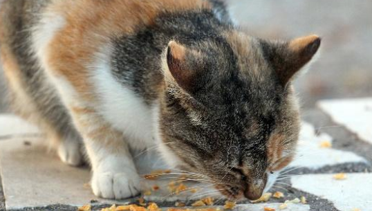 猫四仰八叉一动不动躺在地上，好心人以为其出事了，走近一看……