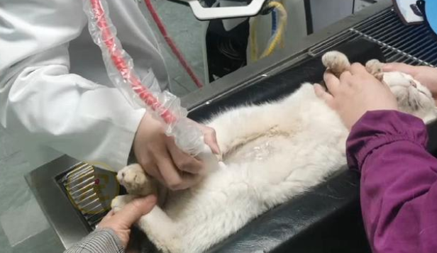 身上插着导尿管的猫咪,求生的样子让人心疼,这是它第二次被弃养 身上插着导尿管的猫咪,求生的样子让人心疼,这是它第二次被弃养