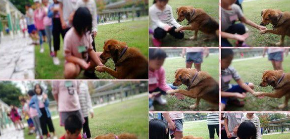 浪浪变身校园明星犬 每天都要办粉丝见面会