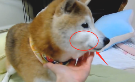 柴犬早已15岁大龄,以便“爱屋”鼻头被打脸,狗:管管它吧 柴犬早已15岁大龄,以便“爱屋”鼻头被打脸,狗:管管它吧