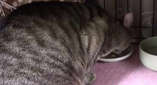 乖巧猫咪吃饭会等等 主人说可以才开动! 乖巧猫咪吃饭会等等 主人说可以才开动!