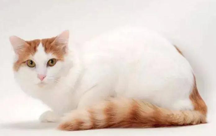 猫猫眼睛发炎是什么样