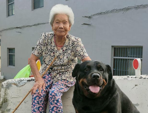 120斤罗威纳,阿婆把它当孙子疼,它甘心充当阿婆的暖手拐杖 120斤罗威纳,阿婆把它当孙子疼,它甘心充当阿婆的暖手拐杖