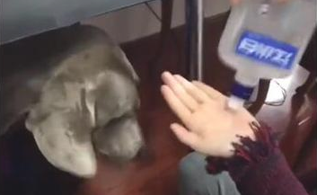 女主人给狗狗喝酒，把它灌醉了要做啥，都不害怕发酒疯？